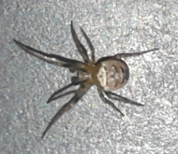 Zilla diodia (Araneidae), maschio